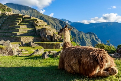 Lama vor den Machu Picchu Terassen (vadim.nefedov / stock.adobe.com)  lizenziertes Stockfoto 
Infos zur Lizenz unter 'Bildquellennachweis'